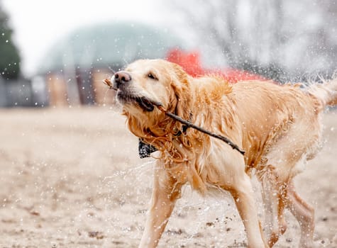 Golden Retriever Dog Plays In Lake With Stick In Mouth