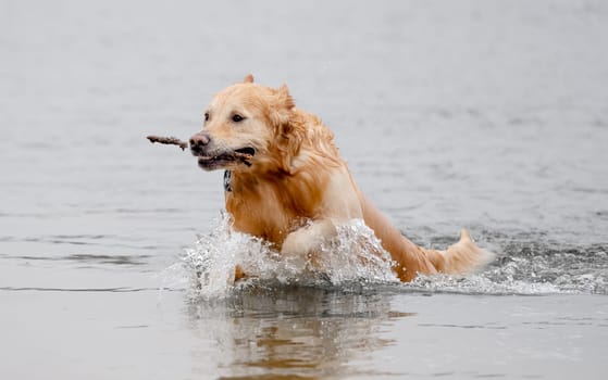 Cheerful Golden Retriever Runs Through Water Along River Bank, Splashing In Autumn