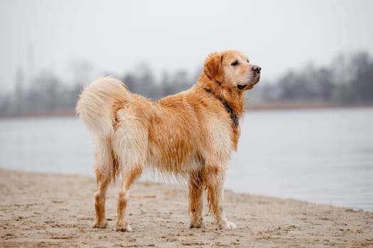 Golden Retriever With A Scarf Around Its Neck Stands In Water Near The Shore, A True Water-Loving Dog