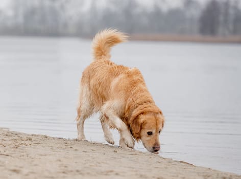Wet Golden Retriever Sniffs Sand By Lake Shore In Spring