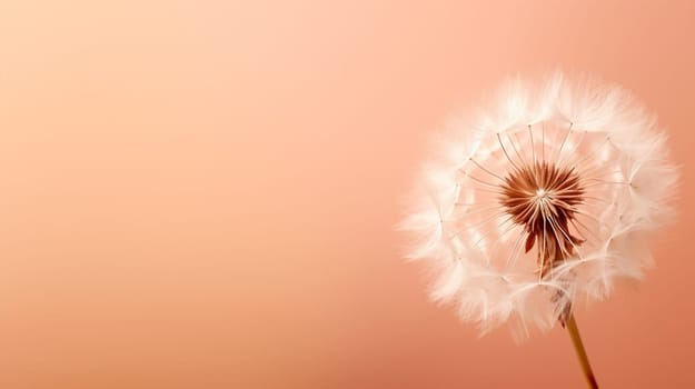 A dandelion flower is swaying in the wind against, showcasing its delicate petals and pollen in stunning macro photography