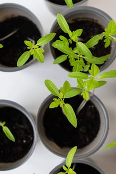 Several young green tomato seedlings grow in gray pots on a white background. Gardening concept