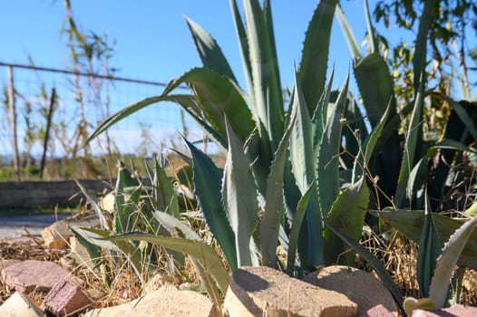 aloe outdoors in winter in Cyprus 1