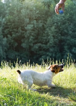 Small Jack Russell terrier crouching on ground, ready to jump as man hands hold ball toy above her, blurred trees in background
