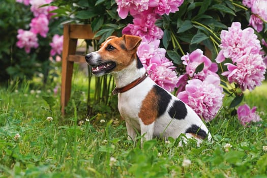 Small Jack Russell terrier sitting on grass with nice pink flowers behind her
