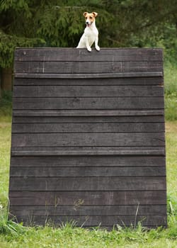 Small Jack Russell terrier sitting on top of tall wooden obstacle where she jumped at agility training, this dog breed is known for ability to jump and climb high
