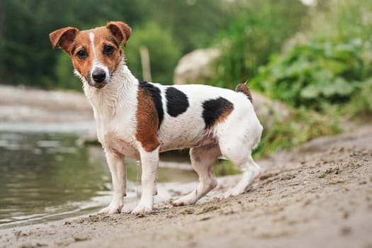Small Jack Russell terrier standing on sandy shore near river, looking into camera attentively
