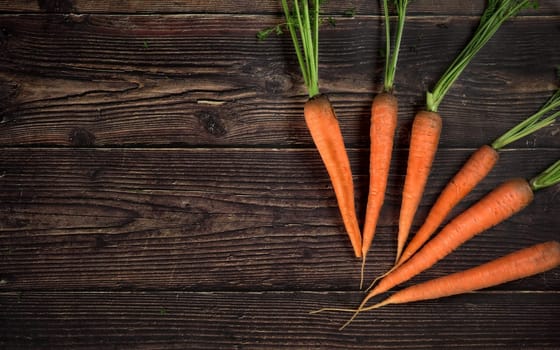 Orange carrot roots with green leaves on dark wooden board, photo from above, space for text left side
