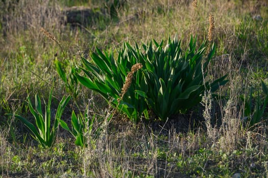 wild onion Mangyr in cyprus in winter 1