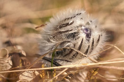 Closeup detail of hairy greater pasque flower head - Pulsatilla grandis - before bloom
