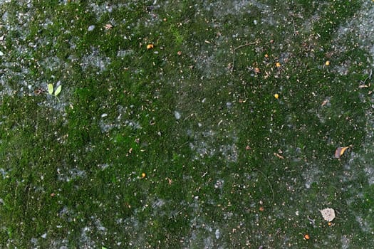 The concrete road is overgrown with moss.