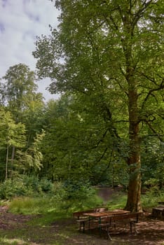 Picnic table on a green meadow with trees on background. Picnic area with picnic table on a green meadow. scenic view of wooden picnic tables amidst trees. Tranquil scene of picnic area.