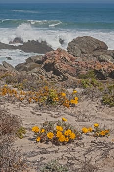 Wild flowers on the beach in Namaqualand