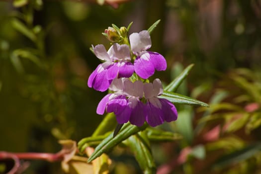 This wildflower is native to western North America from British Columbia to northern California where it grows in coniferous understory and woodland