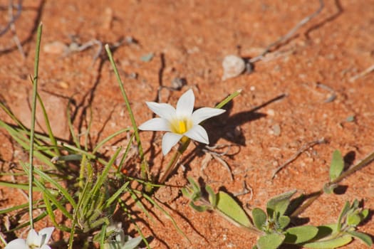 Romulea is a genus in the Iridaceae family of about 90 species that is found both in South Africa's Western- and Northern Cape Provinces  and in Southern Europe