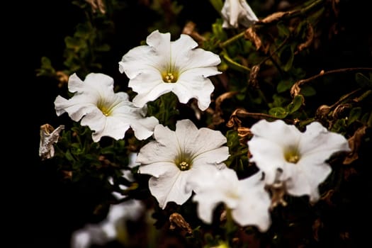 White petunia (Petunia hybrida) close-up on a dark background