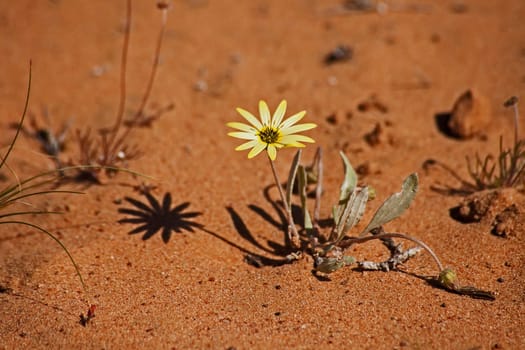 A single yellow Gazania flower in the sandy environment of the Namaqua National Park. South Africa