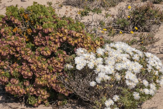 Zygophyllum and Lapranthus species growing side by side in the sandy soil of the Namaqua National Park South Africa