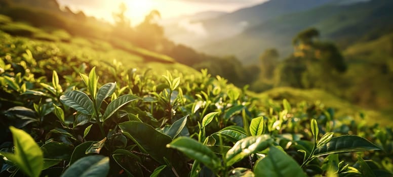 Morning sun illuminating the vibrant green leaves of a sprawling tea plantation with rolling hills in the background.