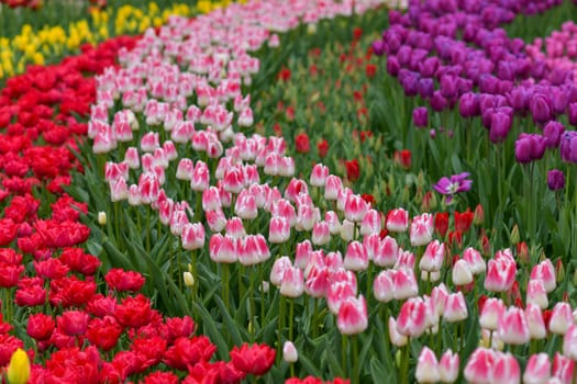 Multicolored tulip background in a park of Holland