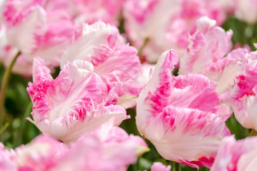 Tulip field. Pink tulips with white stripe close-up. Growing flowers in spring