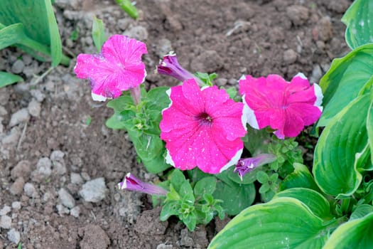 Pink petunia flower growing in the garden
