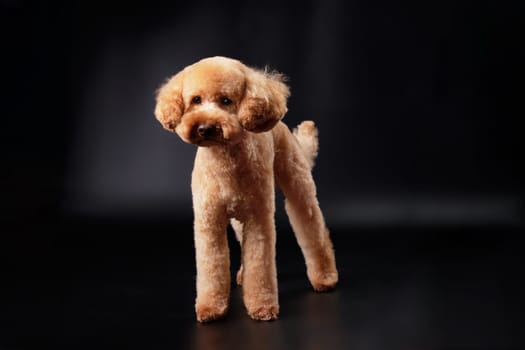 A modern poodle puppy of red, apricot, peach color standing on a black background with a short-cropped coat
