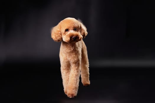 A modern-colored poodle standing on a black background with a beautiful haircut after grooming. The concept of caring for and caring for pets