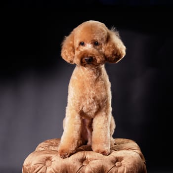 A beautiful peach, apricot poodle sitting on a golden pouf after a haircut on a black background. Studio photo