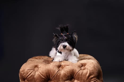 A dog of the breed Yorkshire Terrier Beaver on an ottoman on a black background. With a place to copy or for your text