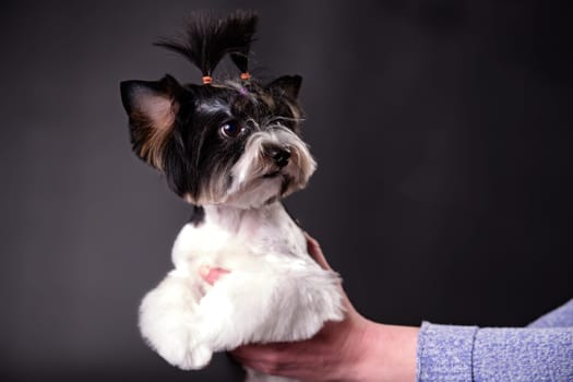 Beaver Yorkshire Terrier puppy in close-up on hands on a black background. The concept of love for animals