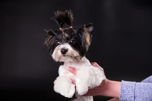 Beaver Yorkshire Terrier puppy in his arms on a black background. Close-up. Studio photo