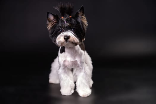 A dog of the breed Yorkshire Terrier Beaver after grooming on a black background. Studio photo