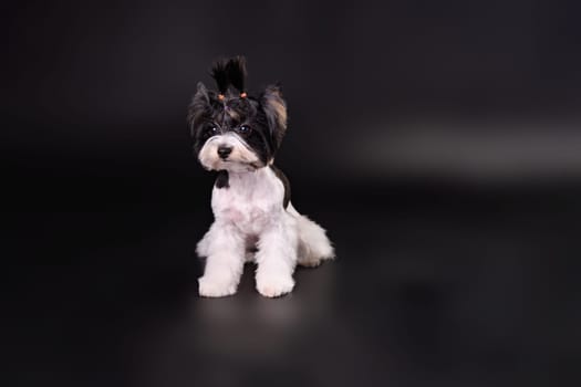 A dog of the breed Yorkshire Terrier Beaver after grooming on a black background. With a place to copy or for your text
