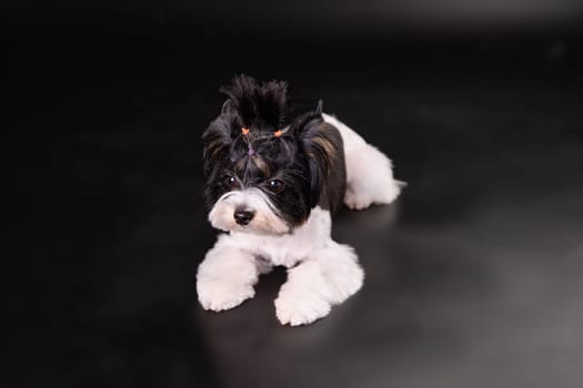 The Yorkshire Terrier Beaver puppy lies on a black background. Studio photo