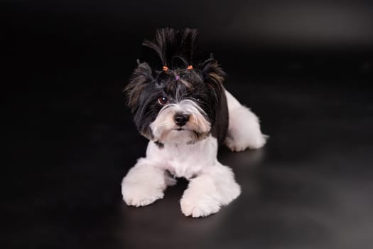 The Beaver Yorkshire Terrier puppy lies on a black background and looks at the camera. The concept of caring and caring for pets, animals.