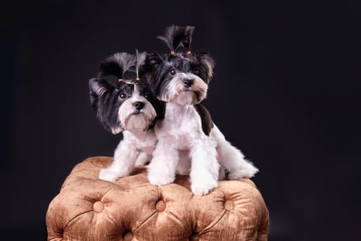 Studio photo of Two Beaver Yorkshire Terriers on a pouf after leaving the grooming salon.