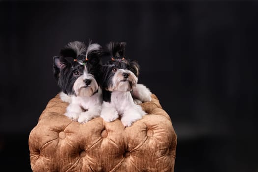 Two Beaver Yorkshire Terriers lying on a pouf look up. With a copy space or a place for your text or words.