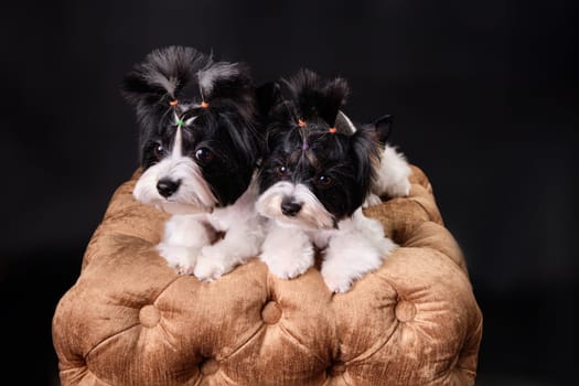 Two beautiful beaver Yorkshire Terrier puppies lying on a golden pouf, top view from an angle. Studio photo