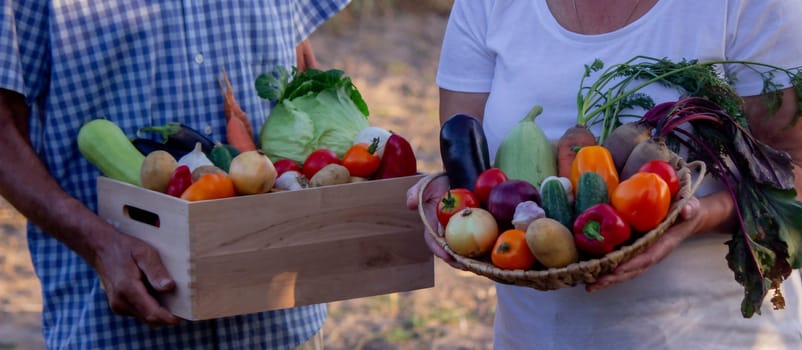 Portrait of two cheerful farmers stand together with boxes full of freshly picked vegetables at local farmland. Concept of organic food and sustanable lifestyle