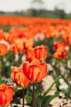 Tulip flowers blooming in the garden field landscape. Stripped tulips growing in flourish meadow sunny day Keukenhof. Beautiful spring garden with many red tulips outdoors. Blooming floral park in sunrise light. Natural floral pattern blowing in wind in spring