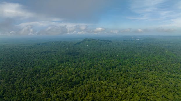 Top view of lowland tropical forest and jungle. Borneo, Malaysia.