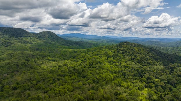 Rainforests on the island of Borneo. Jungle in the tropics. Malaysia.