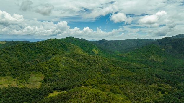 Palm oil plantations among the rainforest and jungle. Borneo, Malaysia.