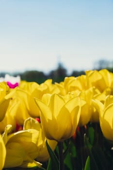 Yellow Tulip flowers blooming in the garden field landscape. Beautiful spring garden with many Yellow tulips outdoors. Blooming floral park in sunrise light. Stripped tulips growing in flourish meadow sunny day Keukenhof. Natural floral pattern blowing in wind in spring