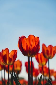 Tulip flowers blooming in the garden field landscape. Stripped tulips growing in flourish meadow sunny day Keukenhof. Beautiful spring garden with many red tulips outdoors. Blooming floral park in sunrise light. Natural floral pattern blowing in wind in spring