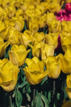 Yellow Tulip flowers blooming in the garden field landscape. Beautiful spring garden with many Yellow tulips outdoors. Blooming floral park in sunrise light. Stripped tulips growing in flourish meadow sunny day Keukenhof. Natural floral pattern blowing in wind in spring