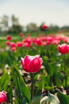 Pink Tulip flowers blooming in the garden field landscape. Beautiful spring garden with many red tulips outdoors. Blooming floral park in sunrise light. Stripped tulips growing in flourish meadow sunny day Keukenhof. Natural floral pattern blowing in wind in spring