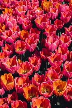 Pink Tulip flowers blooming in the garden field landscape. Beautiful spring garden with many red tulips outdoors. Blooming floral park in sunrise light. Stripped tulips growing in flourish meadow sunny day Keukenhof. Natural floral pattern blowing in wind in spring