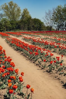 Rows of Tulip flowers blooming in the garden field landscape. Stripped tulips in a row growing in flourish meadow sunny day Keukenhof. Beautiful spring garden with many red tulips outdoors. Blooming floral park in sunrise light. Natural floral pattern blowing in wind in spring